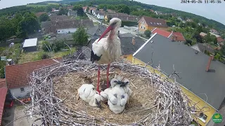 21e day White Storks Hungary 2024