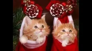 😺 Коты - лучший подарок! 🐈 Видео смешных котов и котят для хорошего настроения! 😻