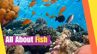 All About Fish | Learn the characteristics and facts about fish | Science Lesson