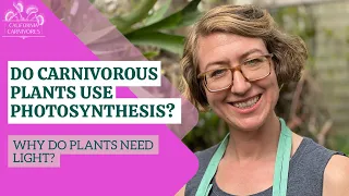 Do Carnivorous Plants Use Photosynthesis? Why Do Plants Need Light?