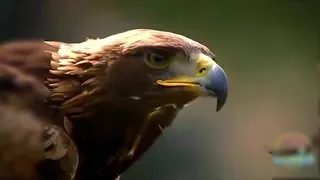 AQUILA REALE CONTRO ANIMALI