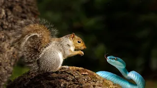 Squirrel Vs Snake To The Last Breath - Who Will Win ?