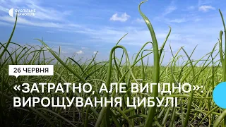 На Тернопільщині зросла площа посівів цибулі