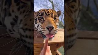 A Jaguar Boop