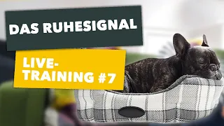 Live-Training #7, Thema: "Ruhesignal" | mydog365