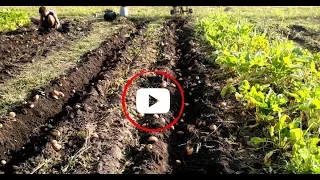 We plant potatoes with a motoblock