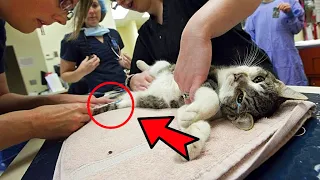 The veterinarians wanted to euthanize the kitten, but against all odds he survived!