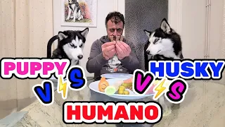 PROBANDO COMIDA DE PERRO Y DE HUMANOS CON MI HUSKY Y MI CACHORRO *BATALLA HUMANO V/S MASCOTAS *