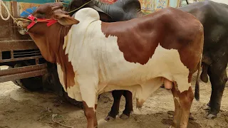 Multan Cow Mandi Main Janwron Ka Rush Lag Gya or Rates Bhi Charh Gaye |SS Tv |