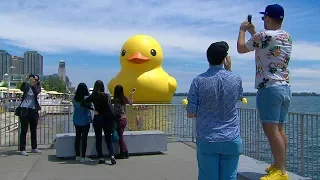 Giant rubber duck splashes into Toronto's harbour