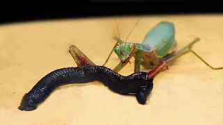 Mantis Saw a Leech || Live Feeding