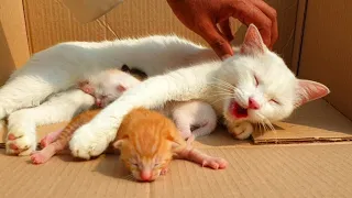 Try to save life of abandoned Mother Cat and her newborn kittens