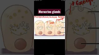 What are Merocrine glands ? #histology #glands #neetug #neet #medical