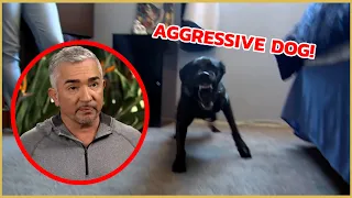 Cesar meets a territorial aggressive dog! | Cesar911 Shorts