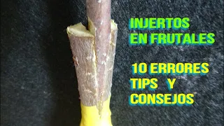 Grafts in fruit - Ten Mistakes to Grafting, Tips and Tricks