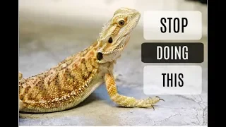 Common Bearded Dragon Care Mistakes