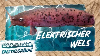 ELEKTRISCHER WELS | FISCHENZYKLOPÄDIE | Zoo Zajac