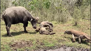 The Mother Buffalo Tries to Protect Her Calf but the Komodo Dragon is Always Faster