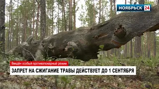 На Ямале объявлен особый противопожарный режим