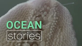 Zombie Sea Stars and an Ecosystem Changed | Ocean Stories