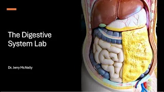 Digestive System Lab