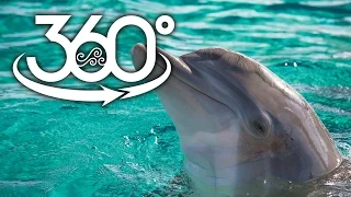 360-Degree Dolphin Fun at Clearwater Marine Aquarium