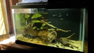 Cleaning Up A Neglected Aquarium: 10 Gallon Tank Deep Clean