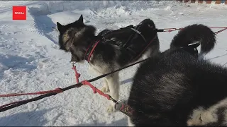 В Красноярске состоялись забеги на собачьих упряжках