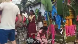 Thai Pongal Harvest Festival, Sri Lanka