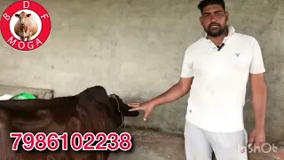 1 ਤੋਕੜ-1 ਗੱਬਣ ਗਾ ਸੇਲ -2 cow for sale (24-3-2024)