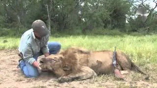 Lion Hunt with Bullet Safaris and Nathan Askew