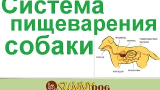 Как у собаки происходит пищеварение  Система пищеварения собаки