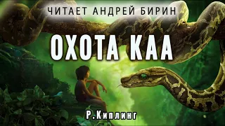 Охота Каа | Редьярд Киплинг | Читает Андрей Бирин