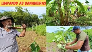 DIA DE LIMPEZA DAS BANANEIRAS NO SÍTIO +GANHAMOS PÉS DE MANGA🥭 Dia Abençoado