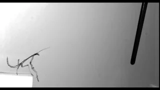 A praying mantis jump. (1000 frames per second)