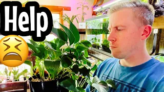 Why Your Pothos Plant Isn’t Growing!