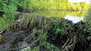 HUGE MOTHER BEAVER DAM DRAINED !