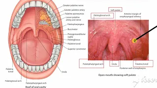 Muscles of soft palate 4