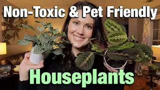 Pet Friendly & Non Toxic Houseplants