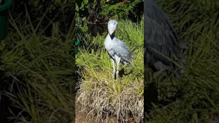 Shoebill bird San Diego 2017