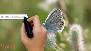 Heimische Schmetterlinge bestimmen lernen
