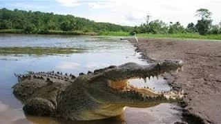 El mejor documental Caimanes Las estaciones salvajes Parte 1 Everglades (Florida, USA) Doc