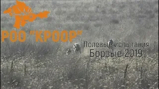 РОО "КРООР" Полевые испытания борзых "Заяц 2019"