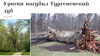1920, Ураган погубил Тургеневский дуб в Спасском Лутовиново, символ, дерево страны, года, о культуре