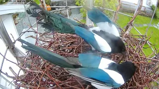 220511 magpie nest short May update