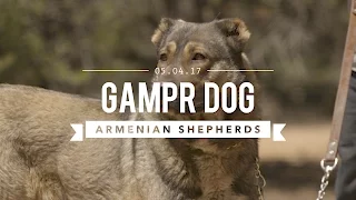 GAMPR DOG THE ARMENIAN LIVE STOCK GUARDIAN DOG