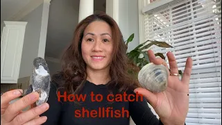 How to catch shellfish-Clams, mussels, oysters