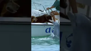 Dolphin kissing dog