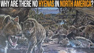 Why Are There No Hyenas In North America?