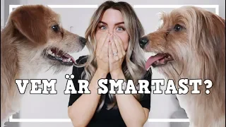 VEM ÄR SMARTAST? IQ-TEST PÅ HUNDARNA